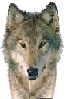 Le Loup