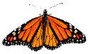 papillon Monarque